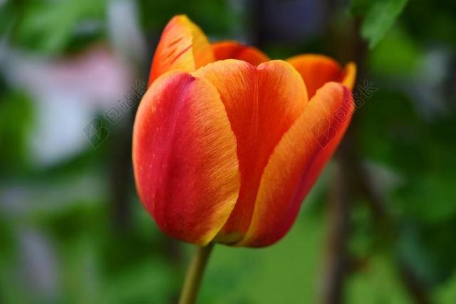花 郁金香 开花 橘红色 春天的花 SCHNITTBLUME