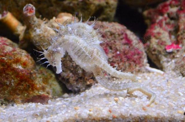 海马 水生物 海 海洋 水下