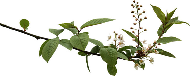绿色植物枝条素材下载
