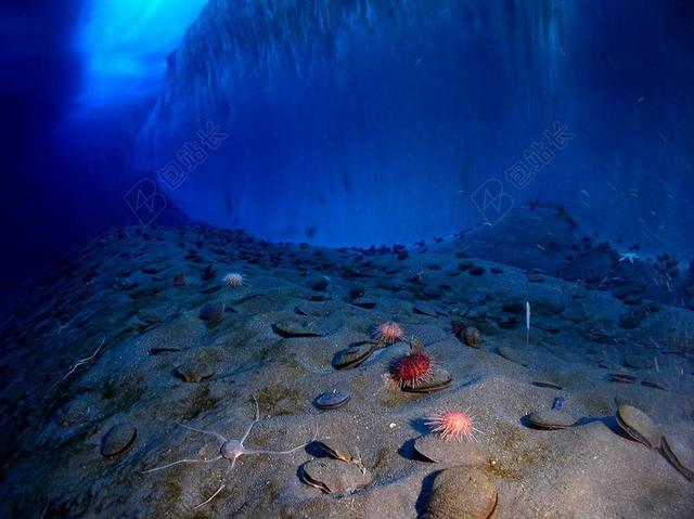 冰墙 海底 南极洲 冷 海洋 水 资源管理器中的湾 新港湾