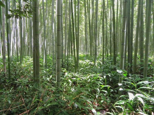 京都 日本 竹 竹林 植物 树 草 自然 目睹 国家