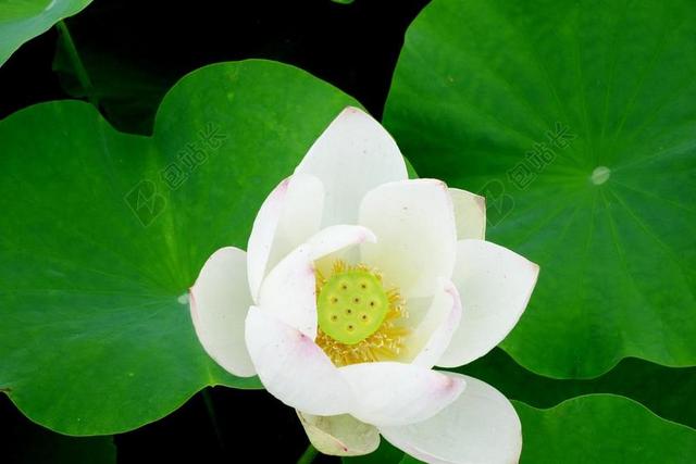 鲜花 雁鸭 莲花 水百合 钉 自来水厂 植物学 大自然 植物