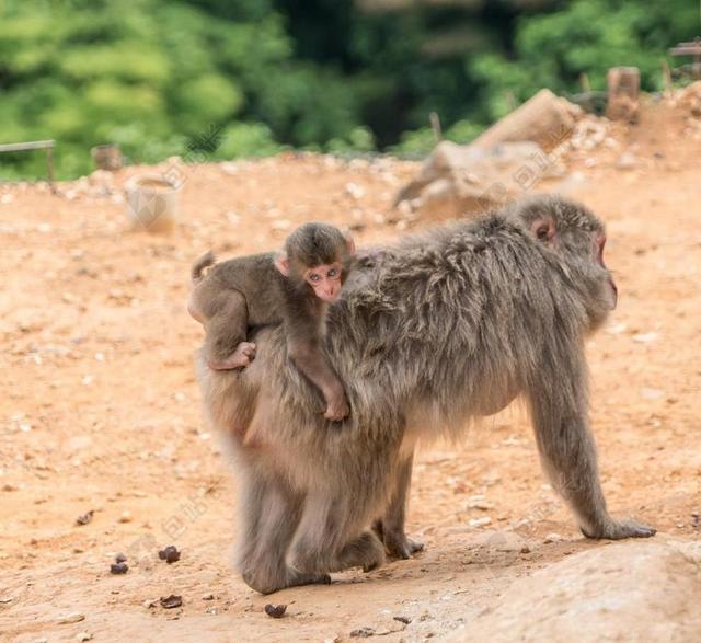 岚山 日本 猴园 猴子 母婴 小猪回来骑 京都 野生