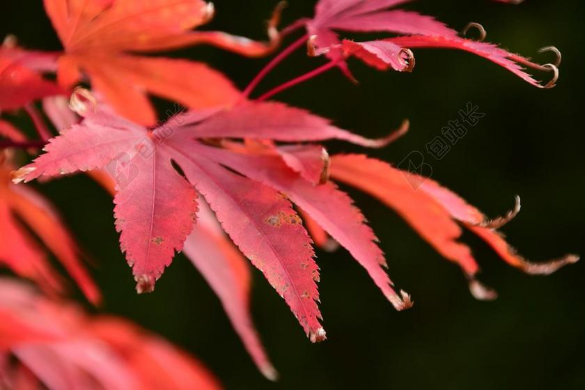 枫叶 红色 秋季 叶子 性质 针叶枫叶 红色的枫叶 秋天的落叶