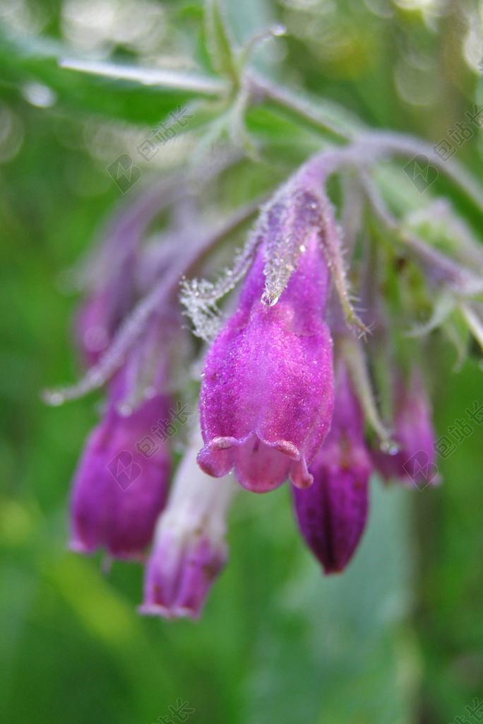 花 紫草 粉色 宏 一种药用植物 聚合草 野厂 春 夏天