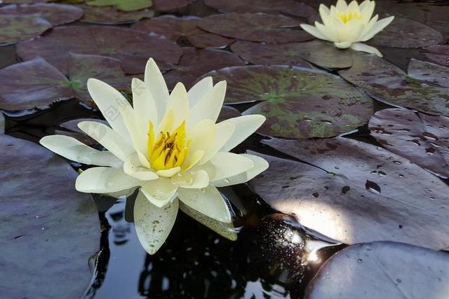 莉莉 水 池塘 花卉 水花卉 睡莲 浇花 水中百合 植物区系