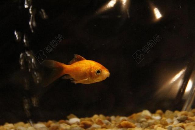 金鱼 水族馆 坦克 鱼 游泳 黄金 碗 鱼缸 宠物 橙色