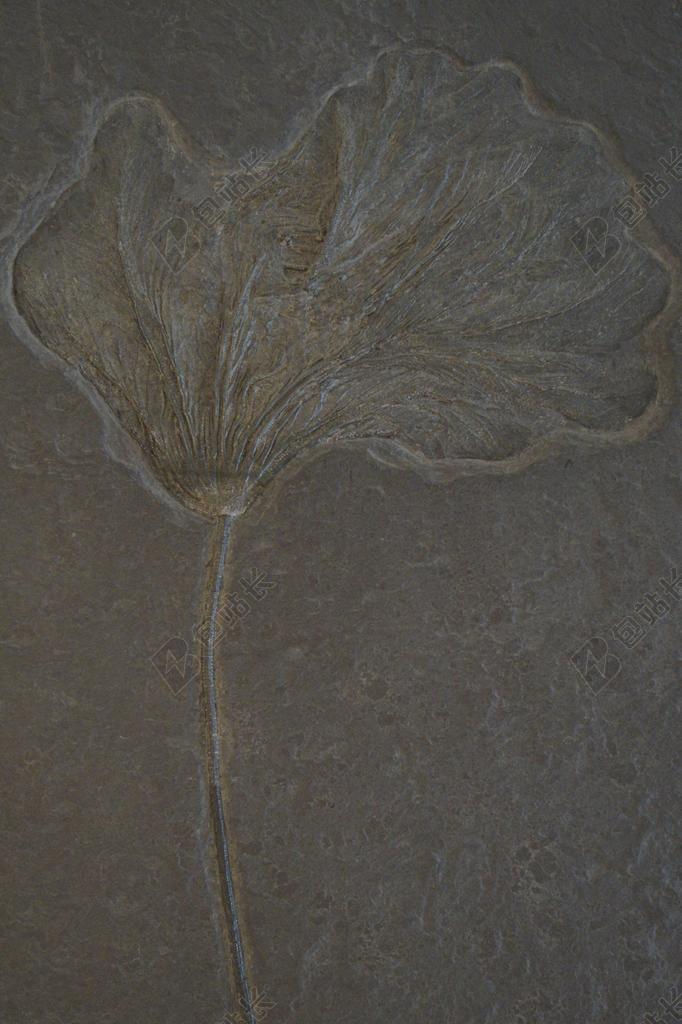 灰色沙化石化化石纹理背景图片