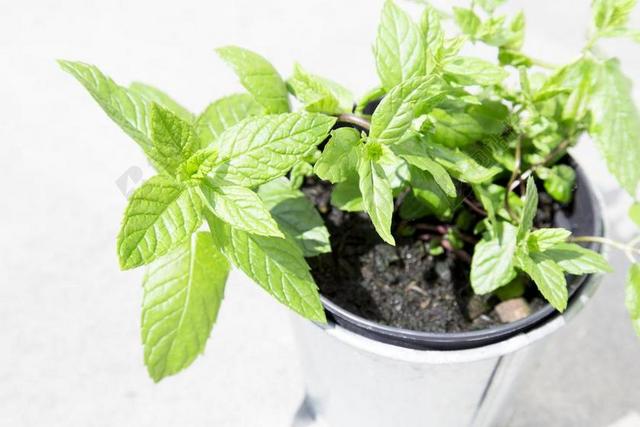 花盆 花园 园艺 绿色 中药 家里大人 自主开发 薄荷 锅