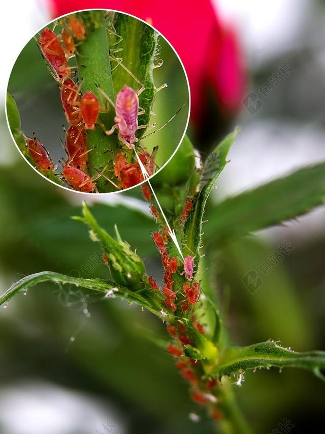 虫害 虱子 害虫 战斗 蚜虫 病虫害防治 玫瑰