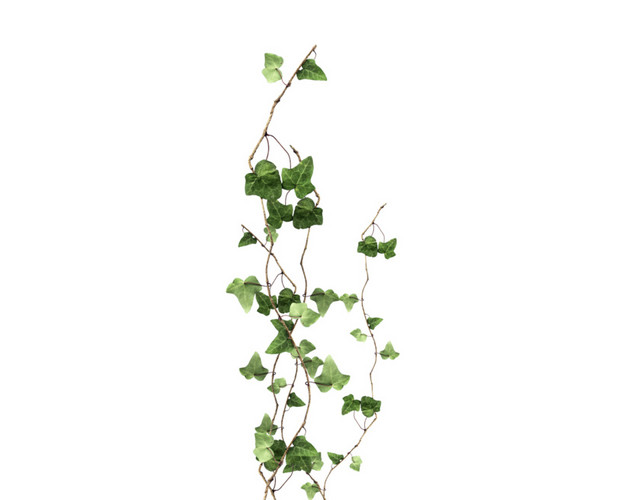 藤蔓树叶植物