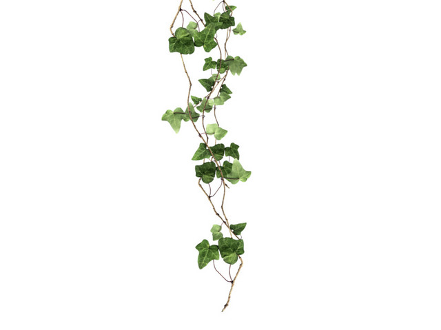 藤蔓树叶植物