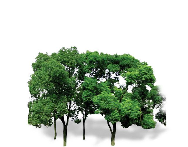 植物 树 森林 树叶