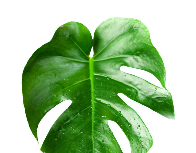 带水珠的龟背叶