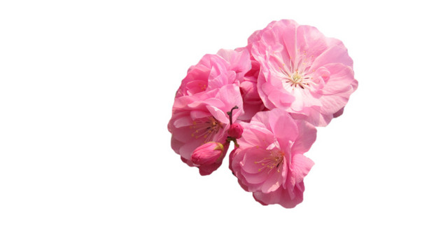 桃花素材