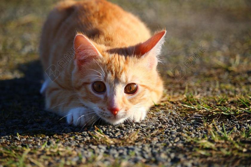 户外玩耍可爱猫咪宠物乖巧背景图片