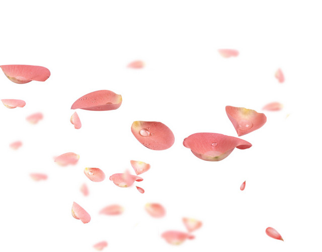 情人节玫瑰花瓣
