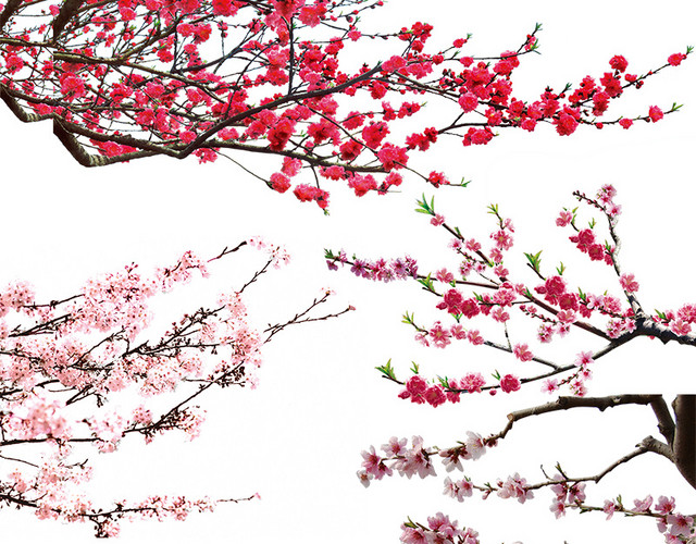 桃花