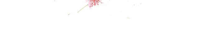 一树桃花之春分节气