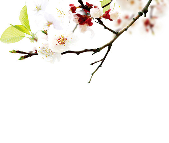 漂浮桃花