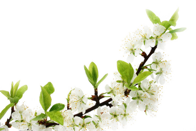 桃花枝素材