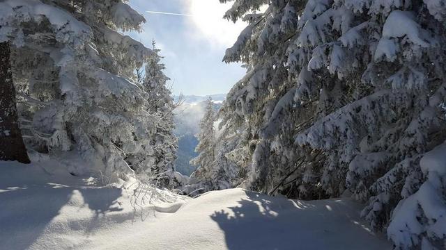 白色户外自然景观松树雪景背景图片