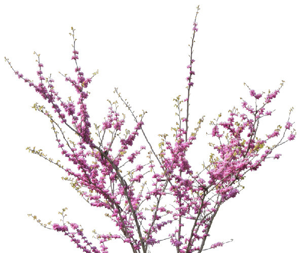 粉色桃花图案