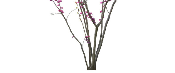 粉色桃花图案