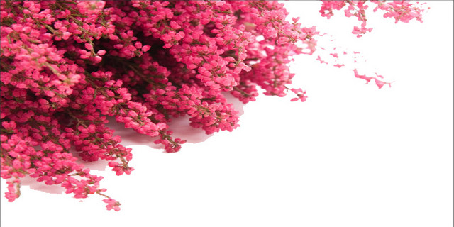 粉色桃花树素材