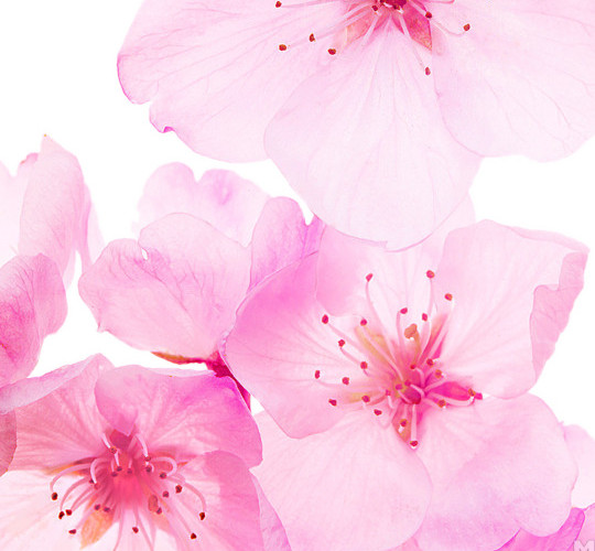粉色桃花