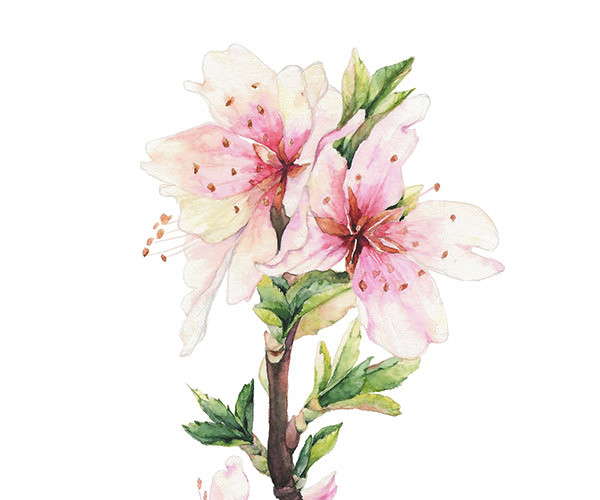 粉色桃花