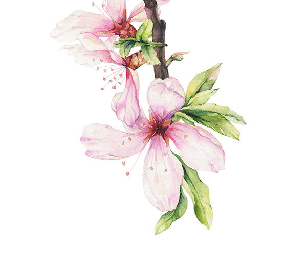 粉色桃花