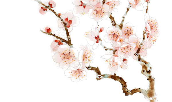 桃花树枝
