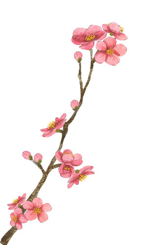 桃花桃枝