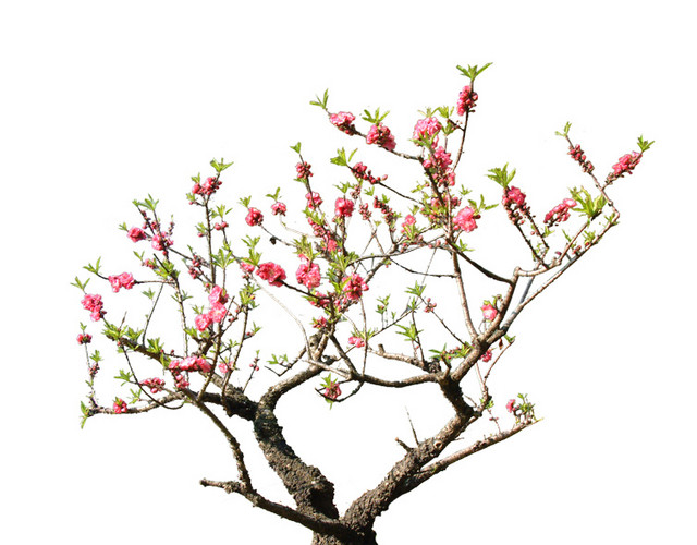 桃花树