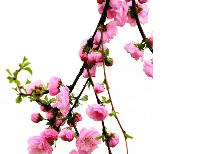 桃花树枝