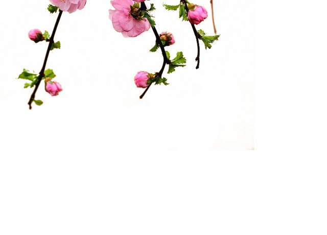 桃花树枝
