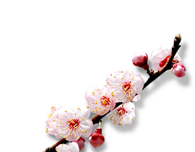 一支桃花