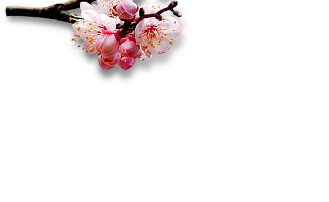 一支桃花