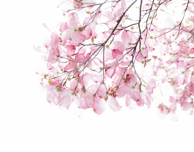 水彩手绘桃花素材
