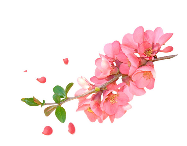 粉红色水彩桃花枝装饰图案