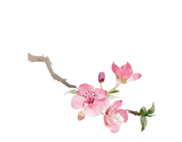 粉红色的桃花枝