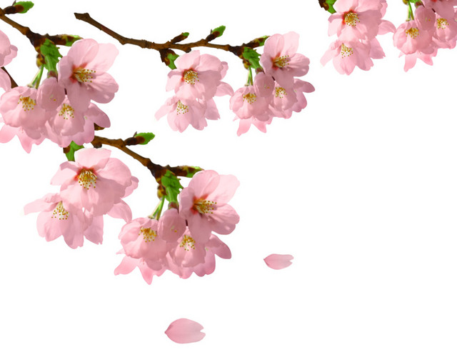 粉红色浪漫桃花桃花节装饰