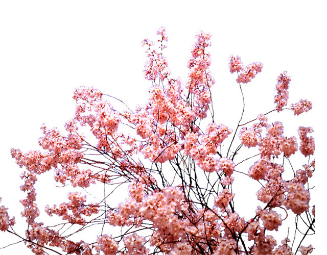 粉色桃花林