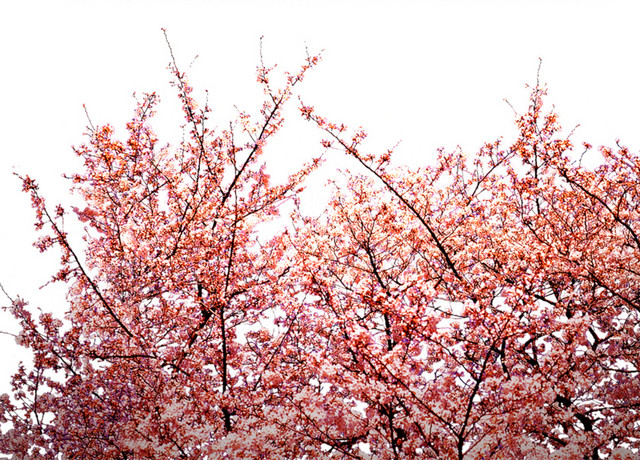 粉色桃花林