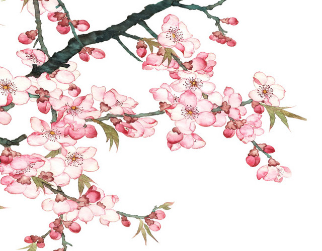 粉色桃花