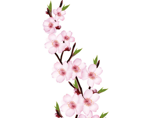粉色桃花桃枝