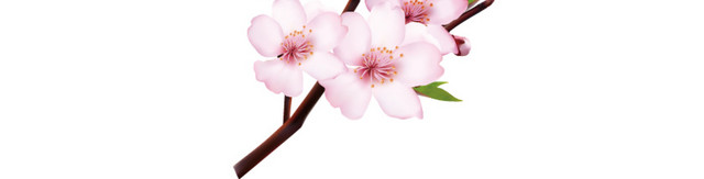 粉色桃花桃枝