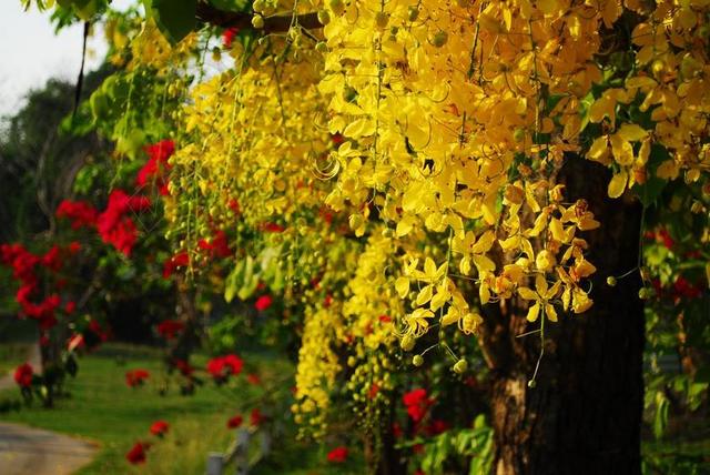 决明子瘘 金雨树 泰国的花 泰国 花 树