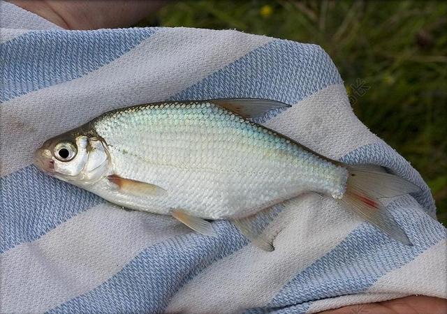 英语淡水鱼 钓鱼 鳊鱼 粗 钩状 野生动物 野生 淡水
